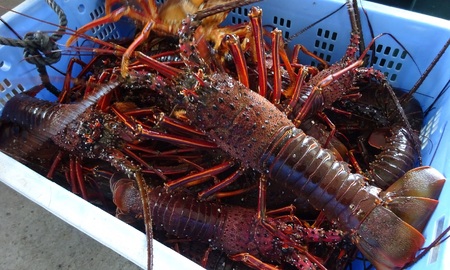 【 伊勢海老 】 天然 伊勢海老 特大 約8kg 9~14尾