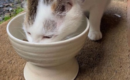 ネコさんイヌさん御飯茶碗（白）［1450-2］