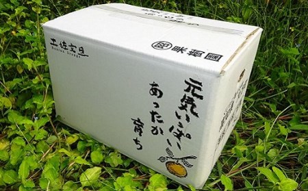 届いてすぐに食べられる 土佐文旦 5kg（ご 家庭用 ） ムッキーちゃん 付き［1462］