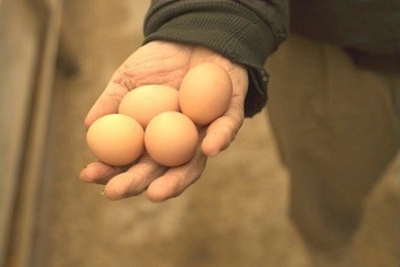 放し飼い土佐ジローの卵　50個入り［1178］