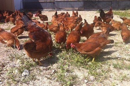 放し飼い土佐ジローの卵　50個入り［1178］