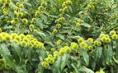 【冷凍】茹で栗 七立栗 200g×4パック［1314］