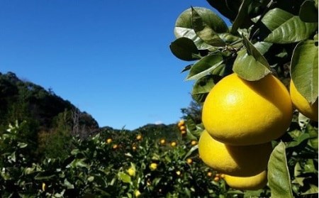 植田農園 土佐文旦 2L～3L10kg 家庭用 文旦［1537-2］