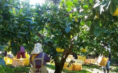 植田農園 土佐文旦 2L～3L10kg 家庭用 文旦［1537-2］