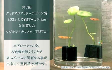 めだかボトルリウム-TUTU- 【水草(ウォーターコイン)】