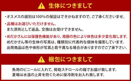 大亀屋のミックスめだかさん 5匹