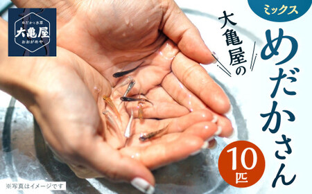 大亀屋のミックスめだかさん 10匹