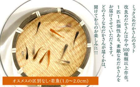 大亀屋のミックスめだかさん 10匹