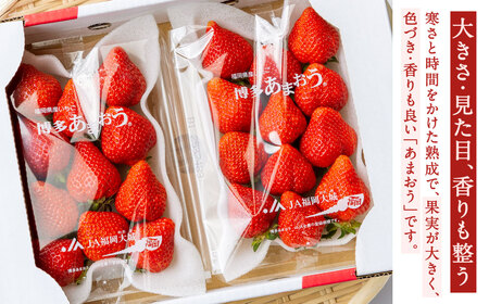 福岡県産特産品 うまもぐ厳選果物 福岡県産 博多あまおう DX上級品 約1kg（約250g×4パック入り）【2026年2月上旬-3月上旬発送】あまおう いちご 苺 イチゴ 果物 フルーツ