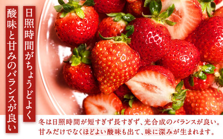 福岡県産特産品 うまもぐ厳選果物 福岡県産 博多あまおう DX上級品 約1.5kg（約250g×6パック入り）【2026年2月上旬-3月上旬発送】あまおう いちご 苺 イチゴ 果物 フルーツ