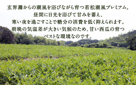 福岡県 北九州市 若松産 【優等品】 潮風プレミアム 西瓜 約7kg(1玉入り)【2026年7月下旬から8月上旬発送予定】すいか スイカ フルーツ 果物 くだもの