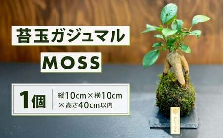 苔玉 ガジュマル -MOSS-  1点 観葉植物 ガジュマルの木 縁起の良い 多幸の樹 幸せを呼ぶ木 幸運 苔 玉 グリーン インテリア