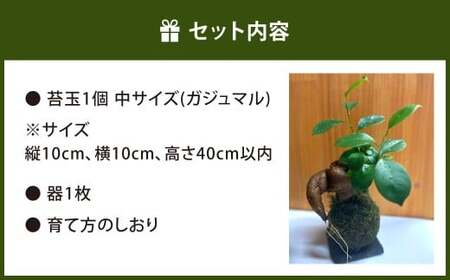 苔玉 ガジュマル -MOSS-  1点 観葉植物 ガジュマルの木 縁起の良い 多幸の樹 幸せを呼ぶ木 幸運 苔 玉 グリーン インテリア