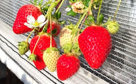 天姫 （あまひめ） イチゴ 【贈答用】（3L～4Lサイズ）12粒入り 1箱【2026年2月上旬～3月下旬発送予定】