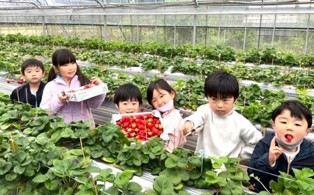 天姫 （あまひめ） イチゴ 【贈答用】（3L～4Lサイズ）12粒入り 1箱【2026年2月上旬～3月下旬発送予定】