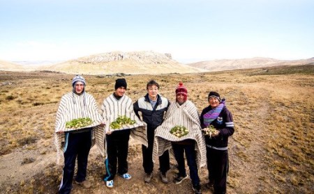 マカ-junsui-（純粋）（約1ヶ月分×2袋）