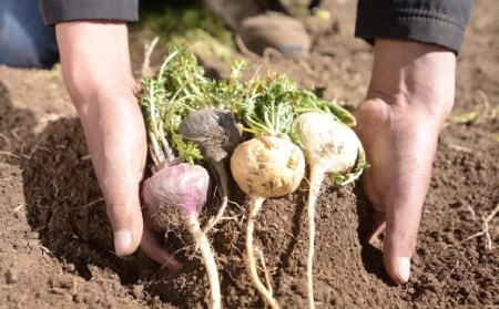 マカ-junsui-（純粋）（約1ヶ月分×2袋）