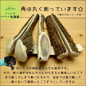 エゾ鹿の角 Mサイズ×2本セット(四割)[54-1369]