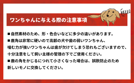 エゾ鹿の角 Mサイズ×2本セット(四割)[54-1369]