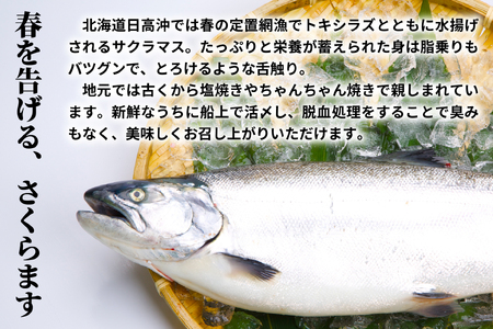 漁吉丸の船上活〆チェリーサーモン姿切身 甘塩仕立て(1.6kg以上)[15-1403]