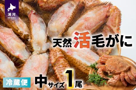 【今が旬！】漁協の活毛がに 中サイズ１尾※日付指定対応不可※[02-1421]