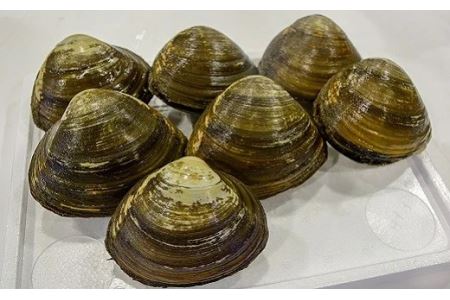 浦河前浜産「活ホッキ貝」2kg以上[02-280]