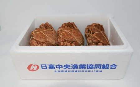 【先行受付開始！】漁協の浜ゆで毛がに 中サイズ３尾セット※日付指定対応不可※[02-174]
