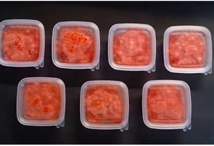 【ブリスモーク＆鮭スティック付】北海道日高産 塩いくら小分けパック(60g×7)【全6回定期便】[15-849]