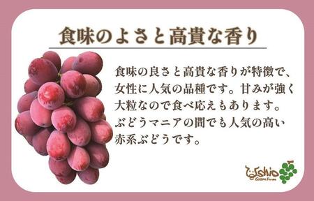 【2025年8月以降順次発送】福岡市産クイーンニーナ550g1房【北海道・沖縄・離島発送不可】