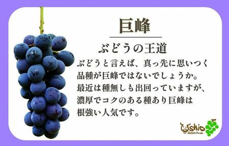 【2024年8月以降順次発送】福岡市産ぶどう3色セット1300g（計3房）【北海道・沖縄・離島発送不可】