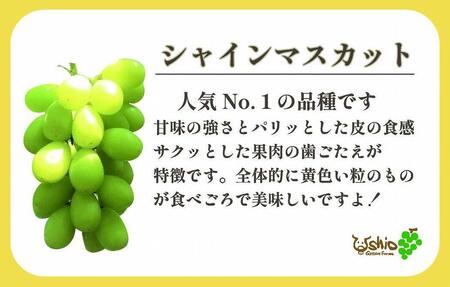 【2024年8月以降順次発送】福岡市産ぶどう3色セット1300g（計3房）【北海道・沖縄・離島発送不可】