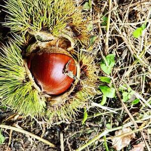 博多ういろう3個入り  2種類【定番3種(抹茶・白餡・ほうじ茶)と栗】