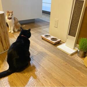 ペットフードテーブル　hole SS 2連（福岡市内製造）（ガラスボウル付き）