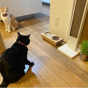 ペットフードテーブル　carving S 2連（福岡市内製造）（ガラスボウル付き）