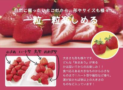 いちごの王様 福岡名産あまおう 約270g×4パック 計約1,080g <2026年2月以降発送>