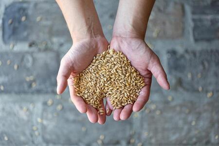 【福岡市内製造】大濠ブルワリー OHORI IPA 缶ビール 350mlx12缶セット