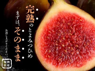 <2026年8月以降発送>とよみつひめ 4パック約1200gセット(福岡市)