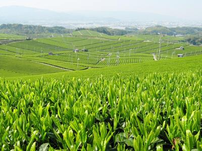 【博多大丸おすすめ品】福岡八女茶75g×6本セット