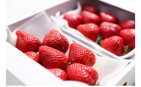 朝どり完熟あまおう2P 福岡市志賀島産