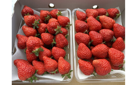 朝どり完熟あまおう盛り合わせ1000g 福岡市志賀島産