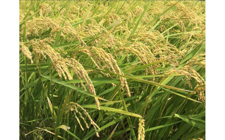 福岡限定のお米「夢つくし」5kg×1袋　令和7年産