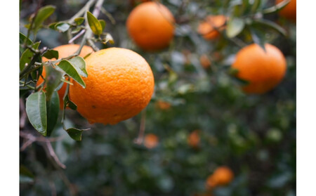 博多 嗣味 活〆天然クエのしゃぶしゃぶ 2~3人前