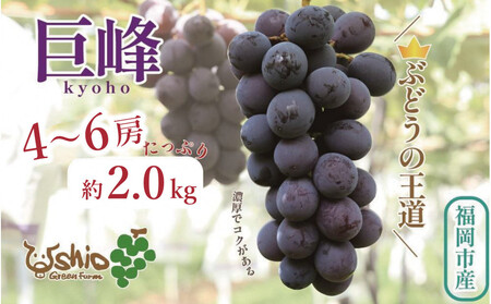 【2026年8月以降順次発送】福岡市産巨峰2000g 5房前後【北海道・沖縄・離島発送不可】