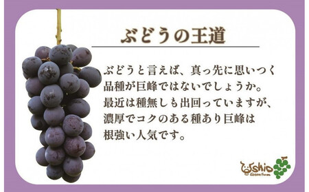 【2026年8月以降順次発送】福岡市産巨峰2000g 5房前後【北海道・沖縄・離島発送不可】