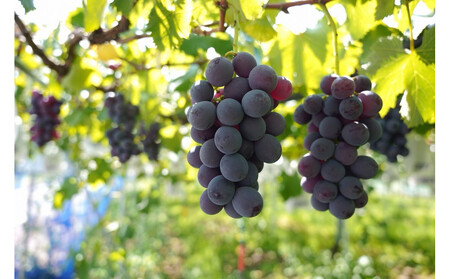 【2026年8月以降順次発送】福岡市産巨峰2000g 5房前後【北海道・沖縄・離島発送不可】