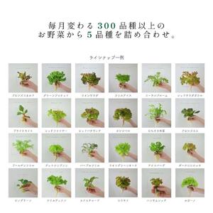 常備野菜５種詰め合わせ│ドレッシング要らず 一ヶ月日持ち 洗わずそのまま 付け合わせ専用 ミディアムリーフ ５つ星ホテル採用