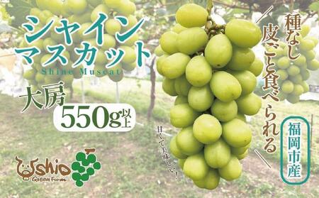 【2024年8月以降順次発送】福岡市産シャインマスカット【北海道・沖縄・離島配送不可】