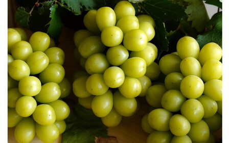 【2026年8月以降順次発送】福岡市産シャインマスカット【北海道・沖縄・離島配送不可】