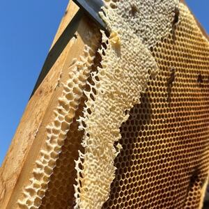 みつばちの雫　国産百花蜜　500g_調味料 はちみつ  ハチミツ 蜂蜜_【1343859】
