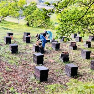 みつばちの雫 300g×2個セット 国産蜂蜜_調味料 はちみつ ハチミツ 蜂蜜_【1452807】